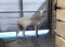 St. Croix Ewe