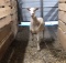 St. Croix Ewe