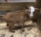 Nigerian Dwarf Nanny