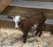 Nigerian Dwarf Billy