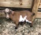 Nigerian Dwarf Nanny