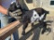Purebred Nigerian Dwarf Bottle Billy Kid
