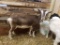 Mini Toogenburg Polled Nanny - Blue Eyes