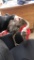 Male Gray Rhea Chick - 2 1/2 Wks Old