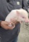 White Micro Mini Pig Female - Name: Elsa