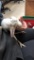 Male White Rhea Chick - 2 1/2 Wks Old
