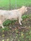 Mini Park Highlander Cross Bull Calf - 6 Mos Old