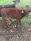 Purebred Shorthorn Heifer