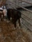 Hereford Hiefer Calf - On Milk & Eating Feed