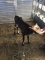 Holstein X Jersey Heifer Bottle Calf