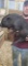 Male Julianna Pot Belly Pig - 12 Wks Old