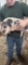 Female Julianna Pot Belly Pig - 12 Wks Old