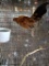 Ginger Red Old English Rooster