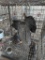 4 Young Pearl Guineas