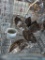 8 Coturnix Quail