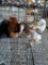 4 Cochin Banties