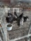 6 Young Sapphire Gem Chickens