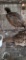 Pair Silver Back Ringneck Pheasants W/ Permit