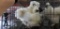 3 White Silkie Showgirls