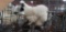Pair White Silkies