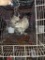 1 Silkie Cross Hen