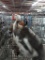 1 Male Guinea