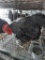 Pair Barred Rock Bantams