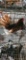 Rose Comb Golden Sebright Rooster