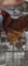 1 Cochin Rooster