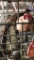 Trio Buff Ringneck Pheasants - Permit