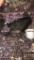 2 Hen Melanistic Pheasants - Permit