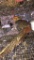 Red Gold Male Pheasant