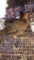 Red Gold Male Pheasant