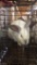 California Giant Rabbit - Unsexed