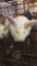 California Giant Rabbit - Unsexed