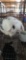 Blue Eyed, White Eared Holland Lop Buck