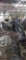 3 Homing Pigeons - 2021 Hatch