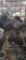 3 Homing Pigeons - 2021 Hatch