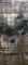 3 Homing Pigeons - 2021 Hatch