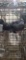 3 Homing Pigeons - 2021 Hatch