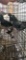 3 Homing Pigeons - 2021 Hatch