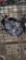 3 Homing Pigeons - 2021 Hatch