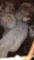4 Guinea Keets