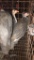 3 Guinea Keets