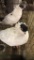 Pair Helmet Head Pigeons