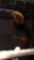 Red Gold Pheasant Male
