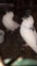Pair Helmet Head Pigeons