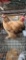 Pair Cochins