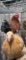 Pair Cochins