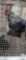 Cochin Rooster